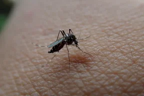Scientific Research Clarifies.. "This is How Mosquitoes Find You and Attack"