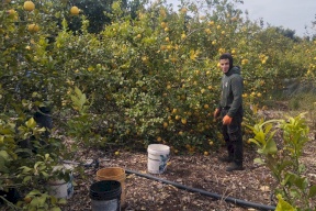 משרד החקלאות הודיע על סיום ההכרה הרשמית במוצרים הפלסטיניים בשוק הסעודי ומזמין את המ Exporters להתחיל לייצא רק את המוצרים המוגזמים