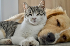 Chats et chiens : transfert du virus Hantavirus aux humains... Des experts tranchent le débat