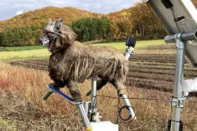 Le Japon affronte les ours avec des loups robotiques effrayants