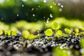 Une étude scientifique : les plantes pourraient entendre le bruit de la pluie qui approche