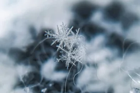 «Devenant plus aigu avec le temps»… Qu'est-ce que la «maladie de flocon de neige» ?