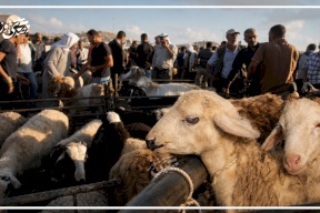 Le taux de demande pour les sacrifices dans la Cisjordanie pendant l'Aïd n'a pas dépassé 25-30 % par rapport aux années précédentes