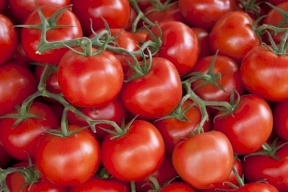 دراسة تنصح بتناول الطماطم للوقاية من سرطان المعدة