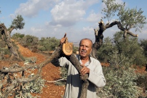 مستوطنون يعدمون اشجار زيتون معمرة