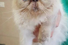 في خبر صادم لمرضى غزة.. نقل قطة للعلاج في إسرائيل