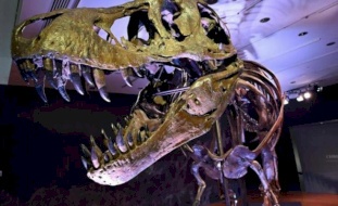 هيكل عظمي لديناصور "تي-ريكس" يُعرض في أحد متاحف زوريخ قبل بيعه في مزاد
