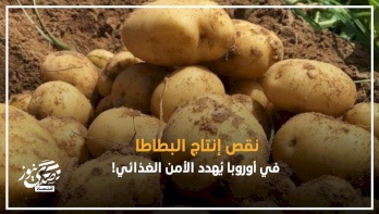 نقص إنتاج البطاطا في أوروبا يُهدد الأمن الغذائي! 