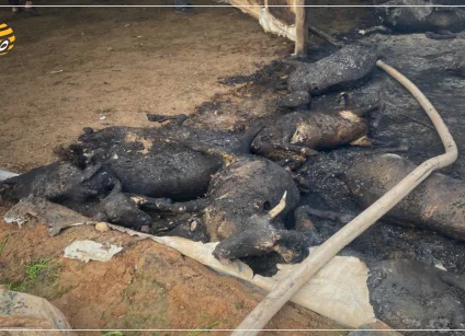 حريق "بفعل فاعل" يقتل 75 رأساً من الأغنام بالسموع وخسائر تقدر بـ200 ألف شيكل