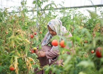 وزارة العمل في يوم المرأة: 150 ألف عاملة في الضفة و57 ألف امرأة معيلة في غزة