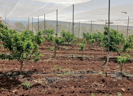 الاتحاد الأوروبي ينفذ جولة للاطلاع على مجموعة من المشاريع التي يمولها لدعم صمود المزراعين في تياسير وعاطوف  