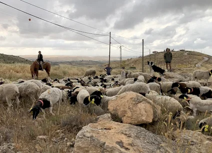 هآرتس: أنظمة إسرائيلية لشرعنة "المزارع" الاستيطانية في الضفة الغربية