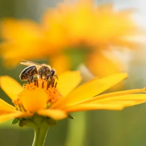Common Pesticide Disrupts Bee Behavior and Threatens Global Food Security
