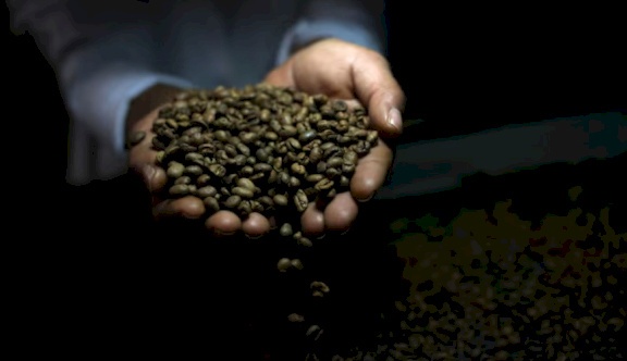 أسعار البن تهبط عالمياً عقب إلغاء ترمب الرسوم الجمركية على البرازيل