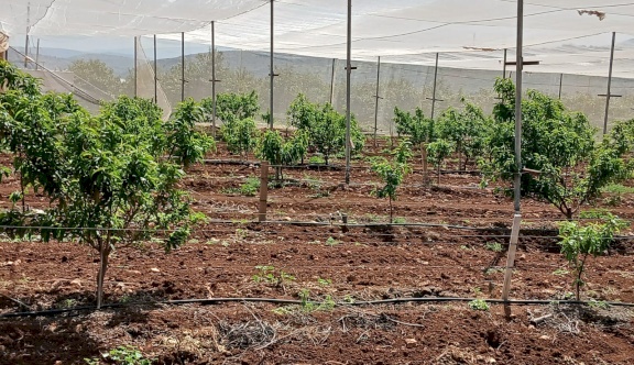 الاتحاد الأوروبي ينفذ جولة للاطلاع على مجموعة من المشاريع التي يمولها لدعم صمود المزراعين في تياسير وعاطوف  