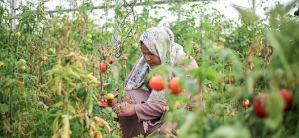 وزارة العمل في يوم المرأة: 150 ألف عاملة في الضفة و57 ألف امرأة معيلة في غزة