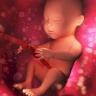 Study Proves the Ability of Infants to Distinguish Foreign Languages While in Their Mother's Womb