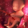 Une étude prouve la capacité des enfants à distinguer les langues étrangères in utero