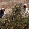 "مقاومة الجدار": 259 اعتداءً ضد قاطفي الزيتون منذ انطلاق الموسم