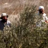 "Resistance to the Wall": 259 Assaults Against Olive Pickers Since the Start of the Season