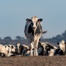 الأردن: فيروس يغلق أسواق الماشية ويعلق استيراد الأعلاف