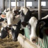 الجزائر تعلن إيقاف استيراد العجول والأبقار من فرنسا