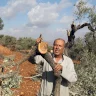 مستوطنون يقطعون نحو 100 شتلة زيتون بين قريتي المغير وأبو فلاح شمال شرق رام الله