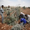 340 Attacks on Olive Pickers: Harvest Season Under Occupation's Fire