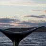 الحيتان المقاومة للسرطان قد تفتح الطريق أمام طول عمر الإنسان
