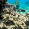 خطر غامض يفتك بالقنافذ البحرية ويهدد المرجان في البحر الأحمر