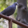 Comment les pigeons retournent chez eux... le secret réside dans le foie