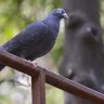 How Pigeons Return Home: The Secret Lies in the Liver