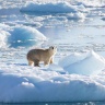 تحذير: القطب الشمالي قد يشهد أول يوم «خالٍ من الجليد» خلال سنوات