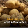 نقص إنتاج البطاطا في أوروبا يُهدد الأمن الغذائي! 