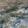 مستوطنون مسلحون يكسرون ما يزيد عن 150 شتلة زيتون بمسافر يطا (فيديو)