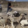 مستوطنون يعتدون على مواطن وزوجته ويسرقون أغنامهم في خربة الطويل جنوب نابلس