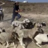 مستوطنون يعتدون على مواطن وزوجته ويسرقون أغنامهم في خربة الطويل جنوب نابلس