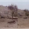 Settlers Storm Al-Auja Waterfall Area North of Jericho and Harass Residents