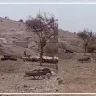 Settlers Storm Al-Auja Waterfall Area North of Jericho and Harass Residents
