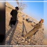 فيديو:: منظمة البيدر: مستوطنون يتجولون بين السكان بحماية الجيش في تجمع شلال العوجا