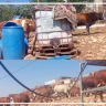 مستوطنون برفقة أبقارهم يهاجمون تجمعات بدوية شرق الطيبة