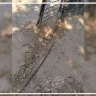 مستوطنون يقتحمون عرب المليحات ويقطعون خطوط الكهرباء الرئيسية
