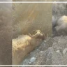 محدث:: فيديو: مستعمرون يسرقون ويقتلون عشرات رؤوس الأغنام في الأغوار الشمالية