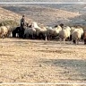 مستوطنون يرعون أغنامهم في أراضي المواطنين بدير دبوان شرق رام الله