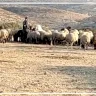مستوطنون يرعون أغنامهم في أراضي المواطنين بدير دبوان شرق رام الله