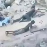شاهد: ما قصة الفيديو المسرب لعناصر من "كتائب القسام"؟!