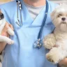 "نقابة البيطريين" تُحذر من دراسة الطب البيطري لمن معدله تحت 80% بدءاً من 2025