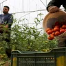 الشركة الأردنية الفلسطينية للتصدير: جهود متواصلة لتصدير المنتجات الزراعية من قلقيلية إلى الخارج