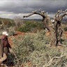 L'occupation arrache des oliviers dans les terres des villages d'al-Yamoun et d'al-Arqa, à l'ouest de Jenin