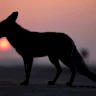 Première cas confirmé en Grèce d'un animal hybride entre un loup et un chien